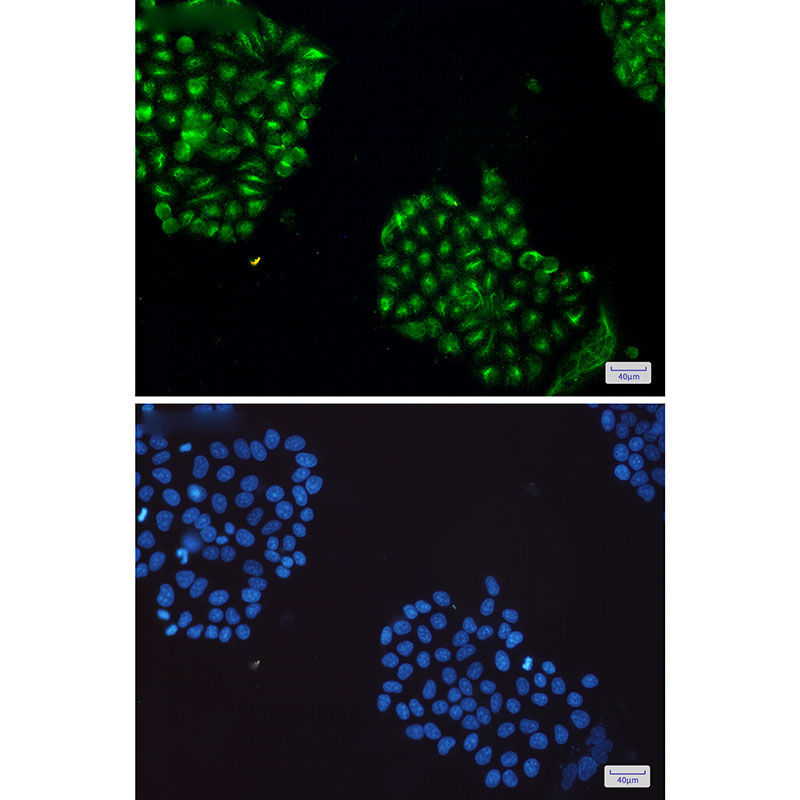 JNK1+JNK2+JNK3 Rabbit mAb ABZ2480