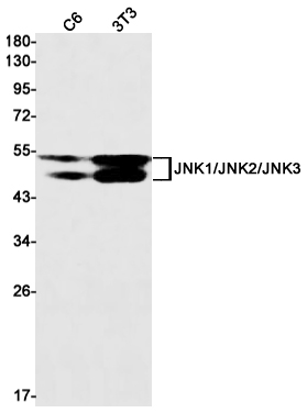 JNK1+JNK2+JNK3 Rabbit mAb ABZ2480