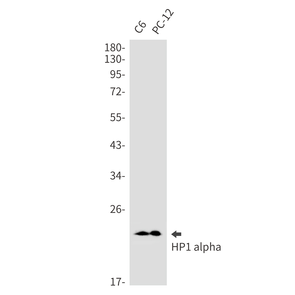 HP1 alpha Rabbit mAb ABZ2481