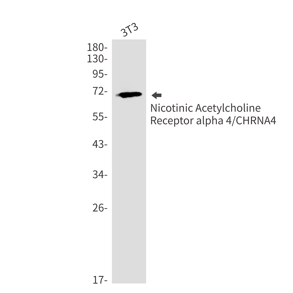 Nicotinic Acetylcholine Receptor alpha 4 Rabbit mAb ABZ2483