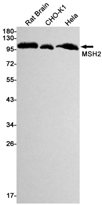 MSH2 Rabbit mAb ABZ2486