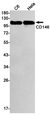 CD146 Rabbit mAb ABZ2488