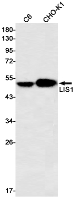 LIS1 Rabbit mAb ABZ2489