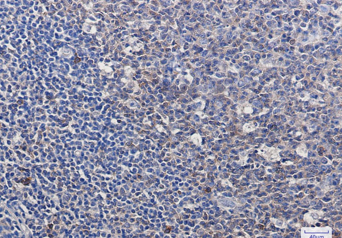 Caspase 3 Rabbit mAb ABZ2495
