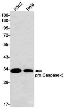 Caspase 3 Rabbit mAb ABZ2495