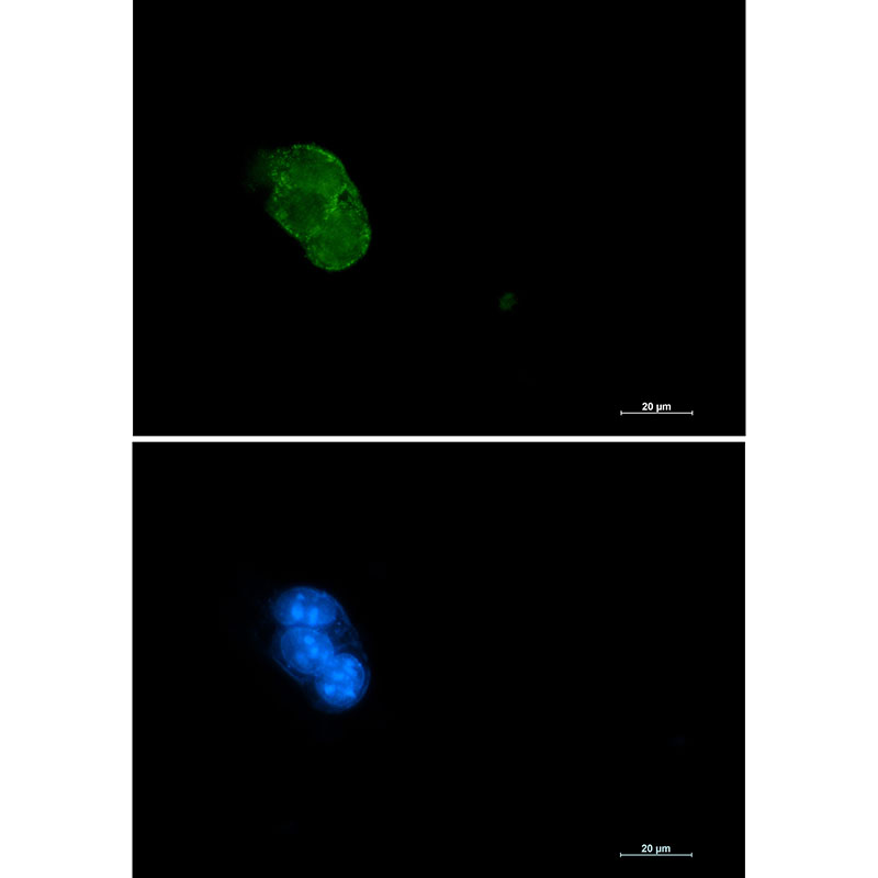 Caspase 3 Rabbit mAb ABZ2496