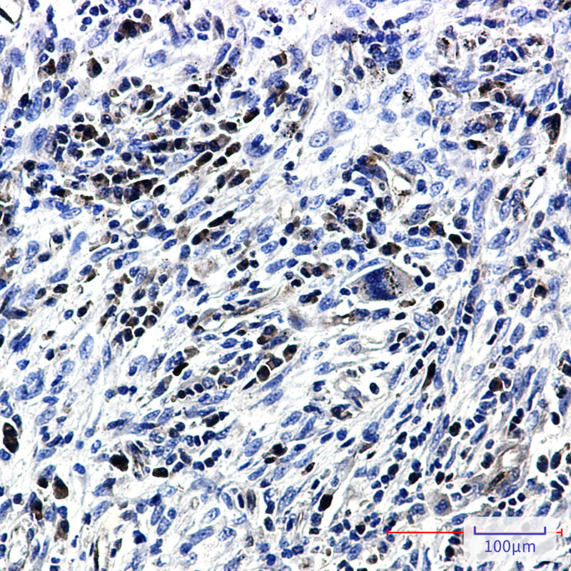 Caspase 3 Rabbit mAb ABZ2496