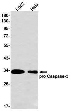 Caspase 3 Rabbit mAb ABZ2496