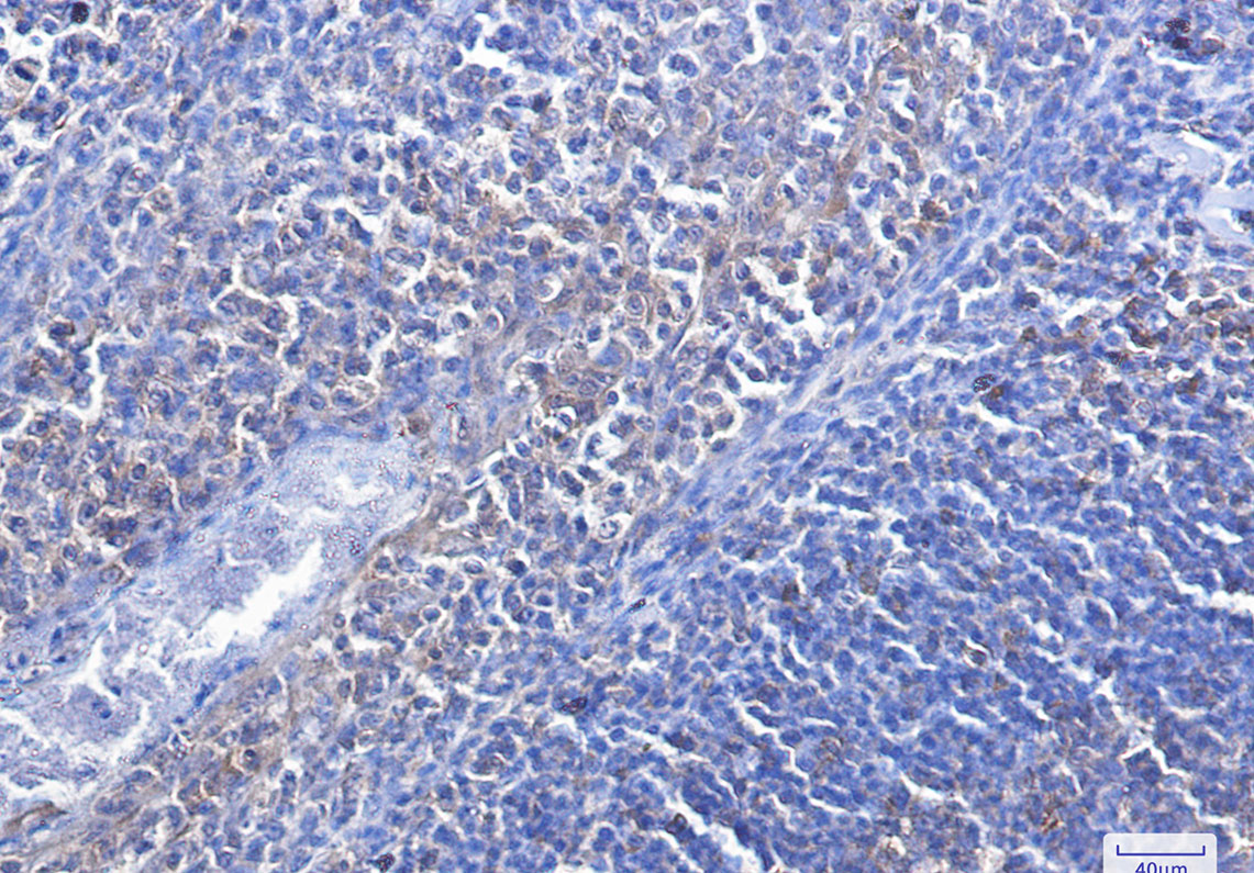 Caspase 3 Rabbit mAb ABZ2497