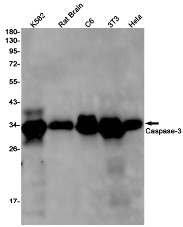 Caspase 3 Rabbit mAb ABZ2497