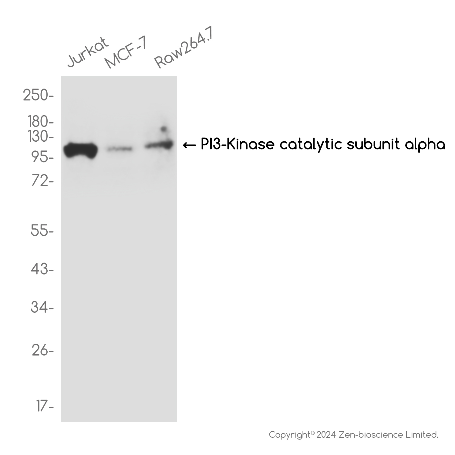 PI3 Kinase p110 alpha  Rabbit mAb ABZ2498