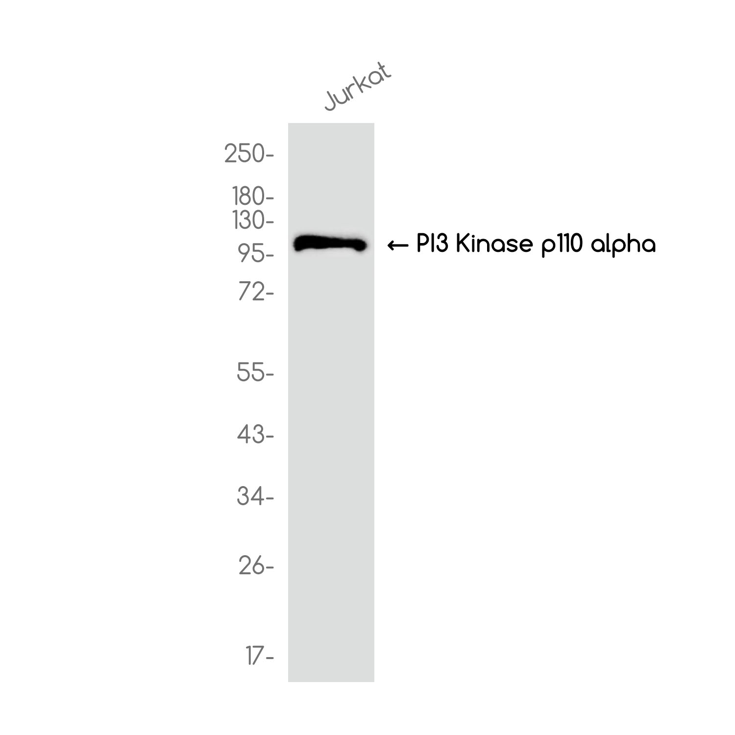 PI3 Kinase p110 alpha  Rabbit mAb ABZ2498