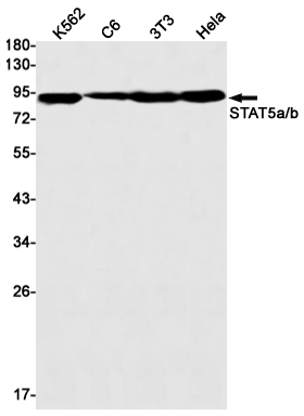STAT5 Rabbit mAb ABZ2500