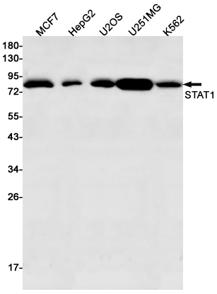 STAT1 Rabbit mAb ABZ2502