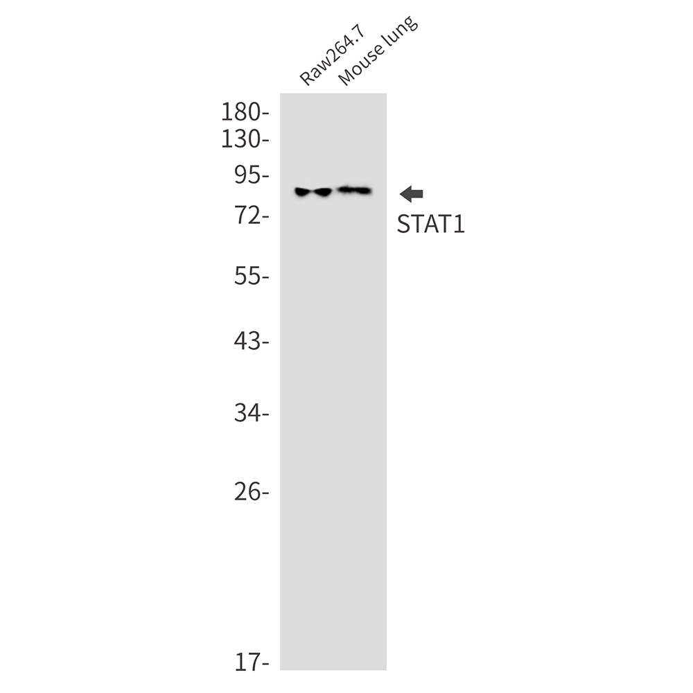 STAT1 Rabbit mAb ABZ2503