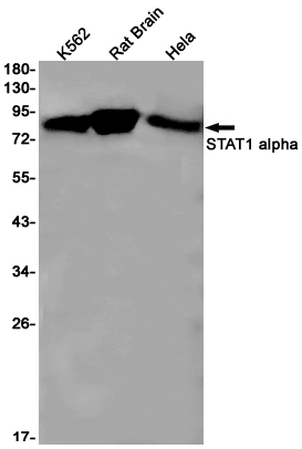 STAT1 Rabbit mAb ABZ2503