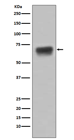 CD86 Rabbit mAb ABZ2504