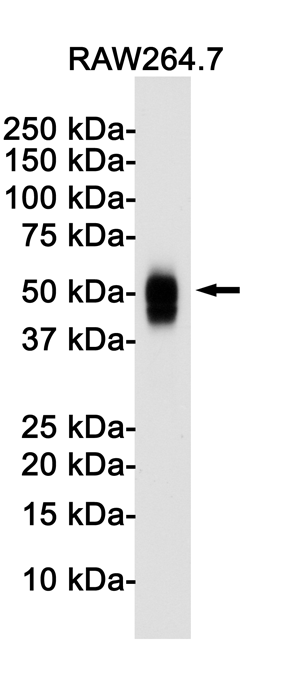 CD63 Rabbit mAb ABZ2506