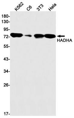 HADHA Rabbit mAb ABZ2513