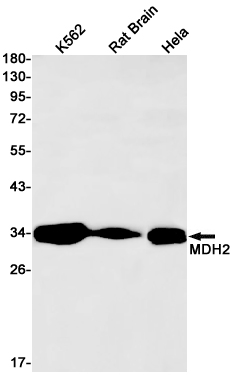MDH2 Rabbit mAb ABZ2514