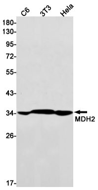 MDH2 Rabbit mAb ABZ2515
