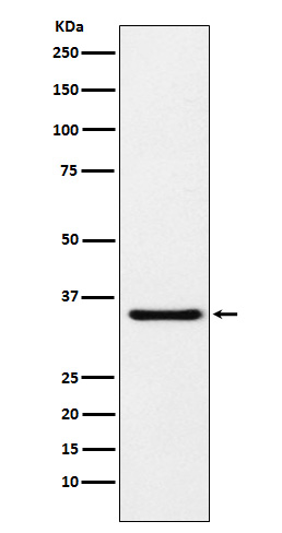 MDH1 Rabbit mAb ABZ2516