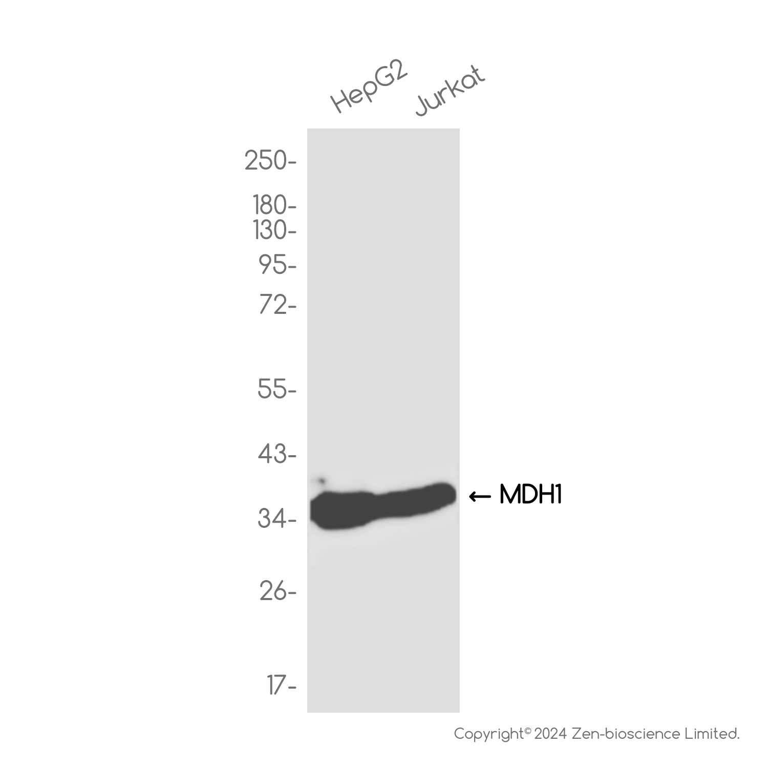 MDH1 Rabbit mAb ABZ2516