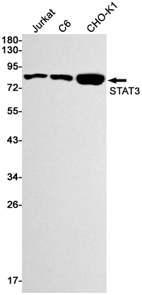 STAT3 Rabbit mAb ABZ2517