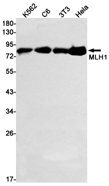 MLH1 Rabbit mAb ABZ2518