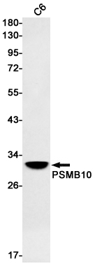 PSMB10/MECL1 Rabbit mAb ABZ2519