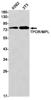 Thrombopoietin Receptor Rabbit mAb ABZ2520