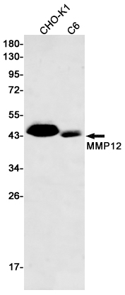 MMP12 Rabbit mAb ABZ2521