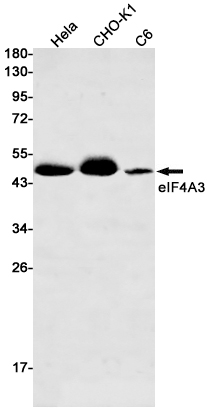 eIF4A3 Rabbit mAb ABZ2524
