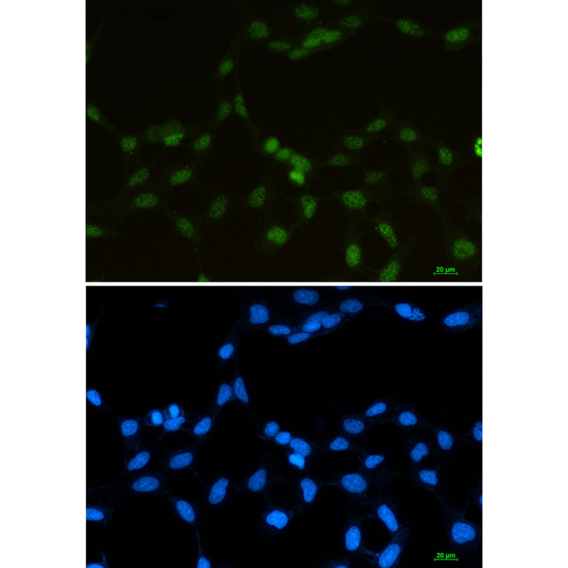 hnRNP G Rabbit mAb ABZ2527