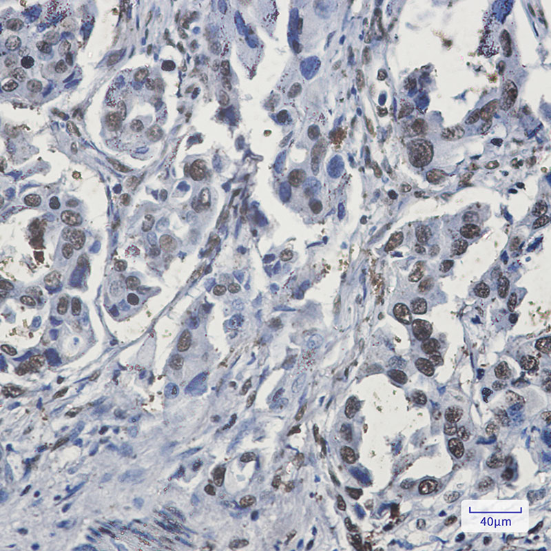 hnRNP G Rabbit mAb ABZ2527