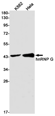 hnRNP G Rabbit mAb ABZ2527