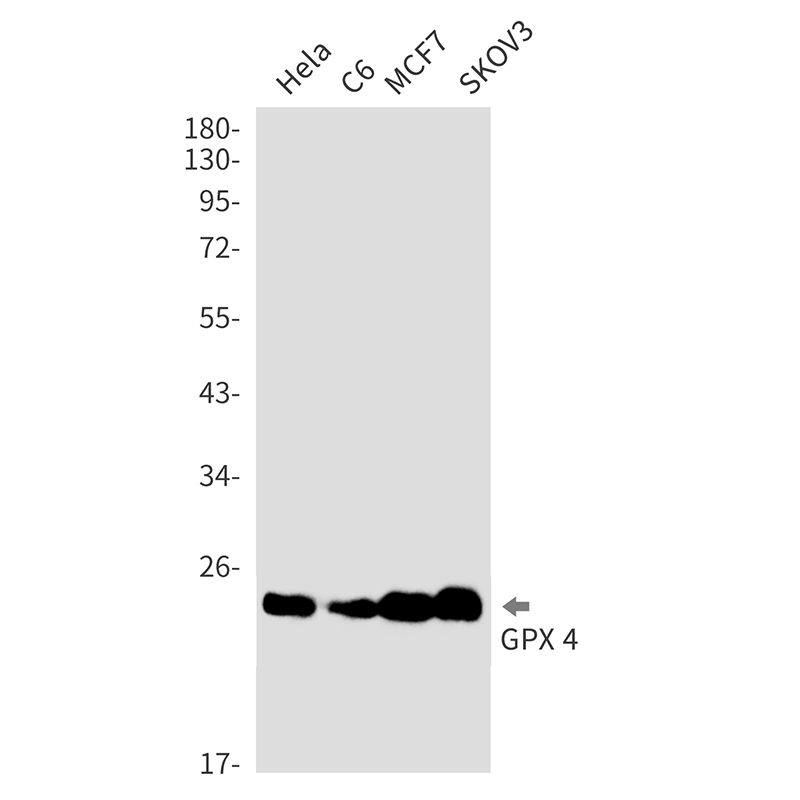 Glutathione Peroxidase 4 Rabbit mAb ABZ2530