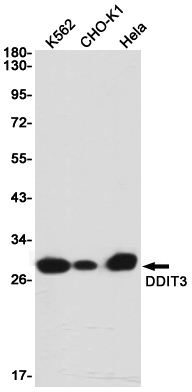 DDIT3 Rabbit mAb ABZ2536