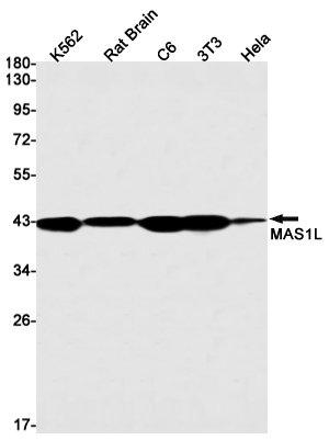 MAS1L Rabbit mAb ABZ2542