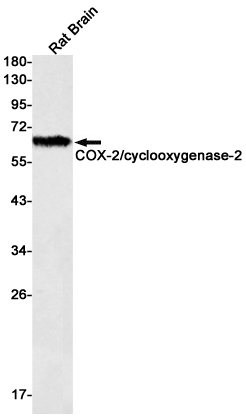 COX2 / Cyclooxygenase 2 Rabbit mAb ABZ2543
