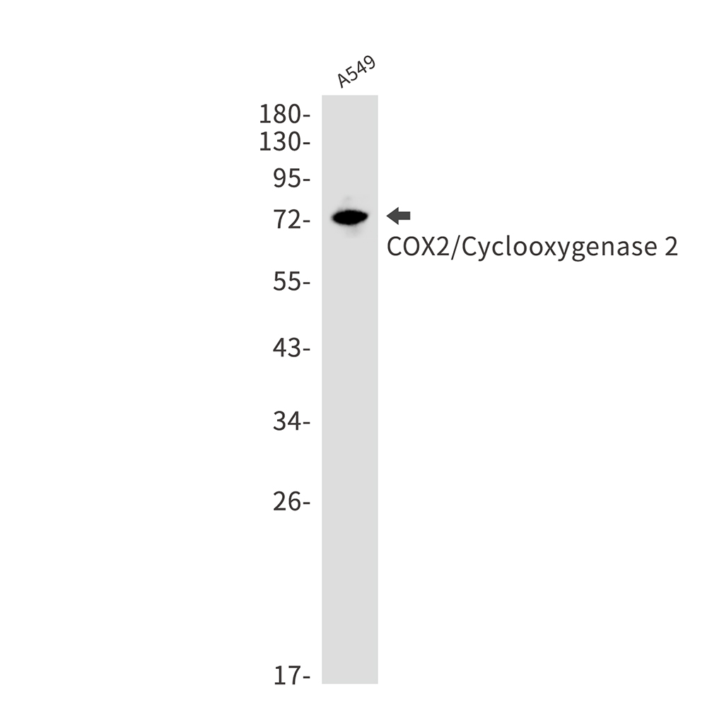 COX2 / Cyclooxygenase 2 Rabbit mAb ABZ2544