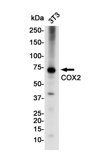 COX2 / Cyclooxygenase 2 Rabbit mAb ABZ2544