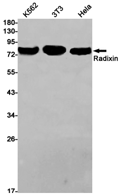 Radixin Rabbit mAb ABZ2546