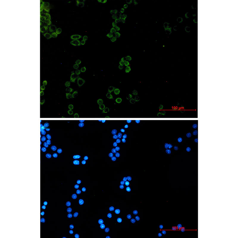 Prohibitin Rabbit mAb ABZ2548
