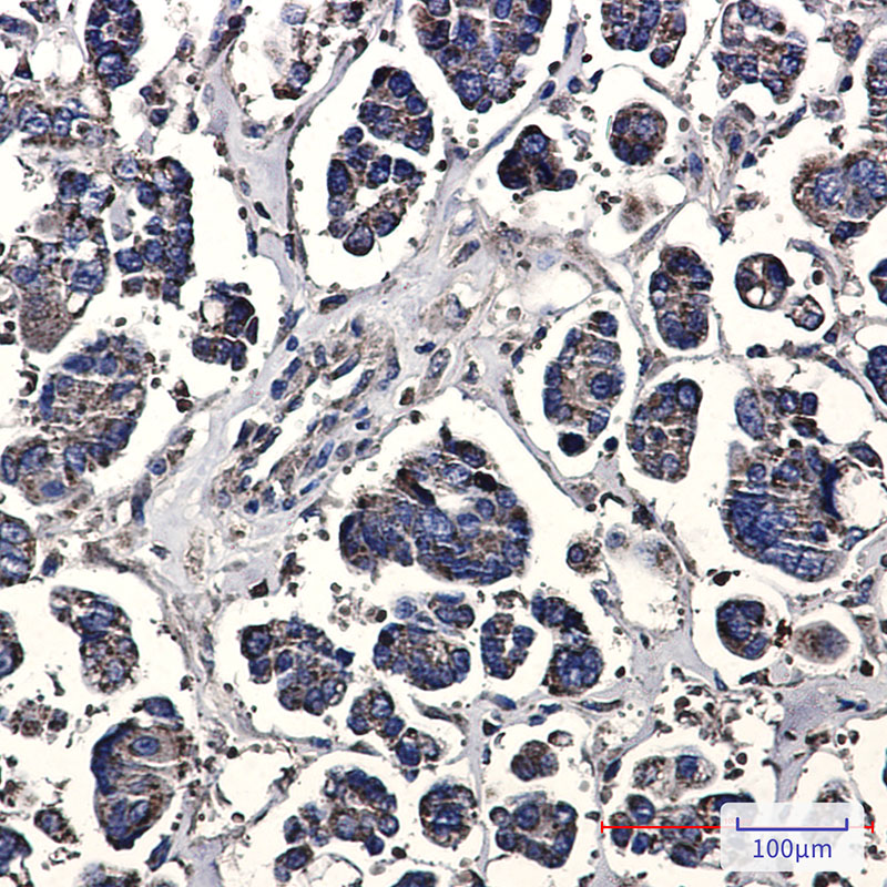 Prohibitin Rabbit mAb ABZ2548