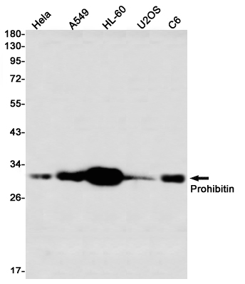 Prohibitin Rabbit mAb ABZ2548