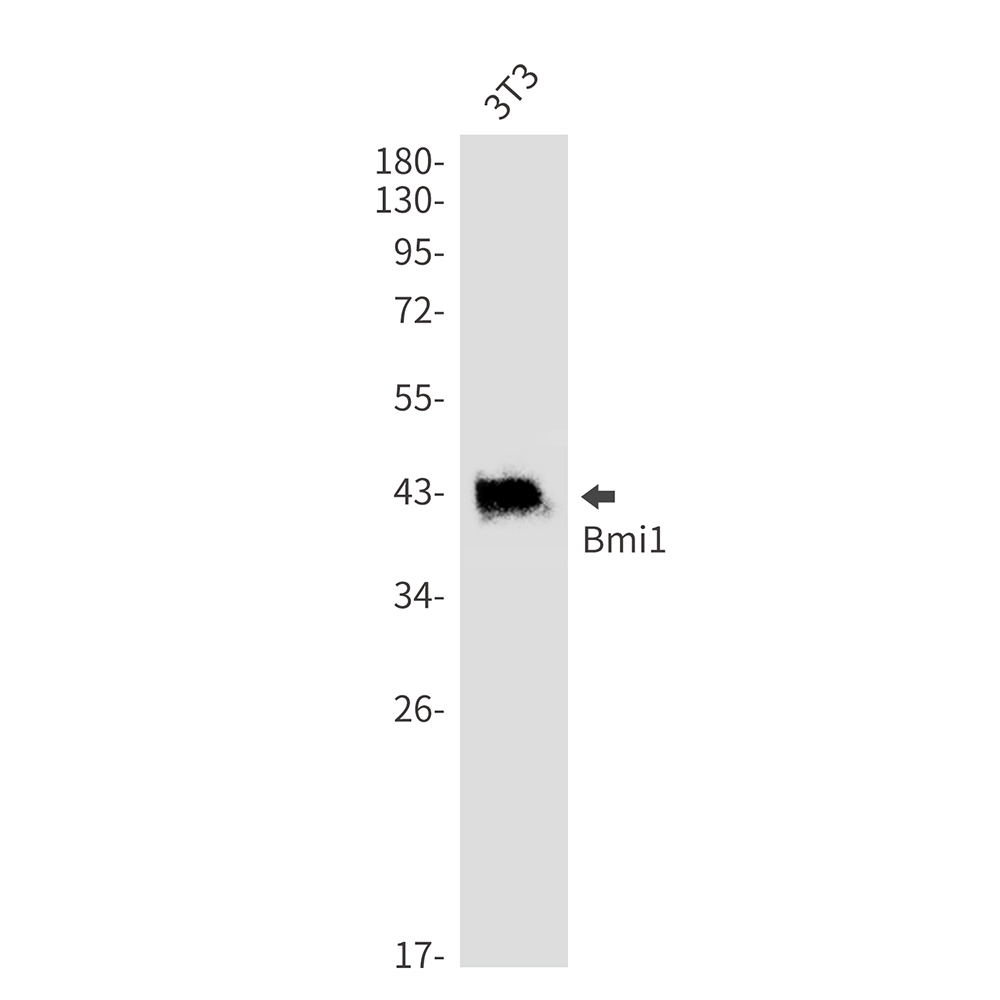 Bmi1 Rabbit mAb ABZ2549