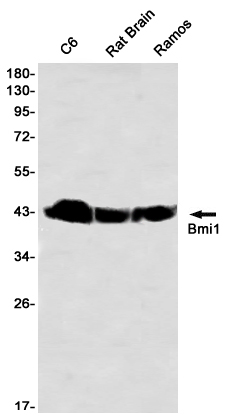 Bmi1 Rabbit mAb ABZ2549
