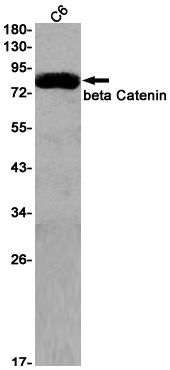 beta Catenin Rabbit mAb ABZ2551