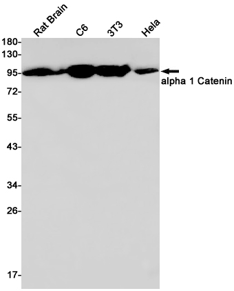 CTNNA1 Rabbit mAb ABZ2552
